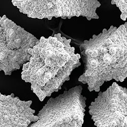 Uncoated Borazon BMP Powders.jpg